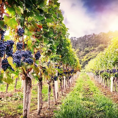 Apartment Kandern * Kandern